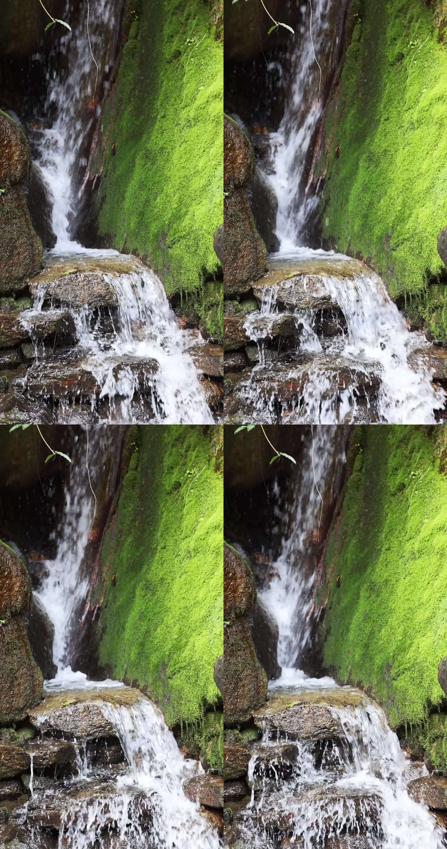 （慢镜）长满苔藓的小溪清澈的流水竖版