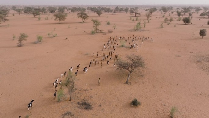高空跟踪。一群山羊在贫瘠的萨赫勒地区，撒哈拉沙漠，塞内加尔。干旱，气候变化，沙漠化