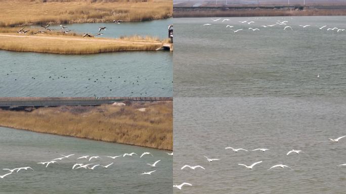 黄河口湿地鸟类