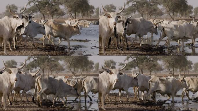 富拉尼牛走进被污染的塞内加尔河饮水。萨赫勒，撒哈拉沙漠，北非。干旱，气候变化，沙漠化