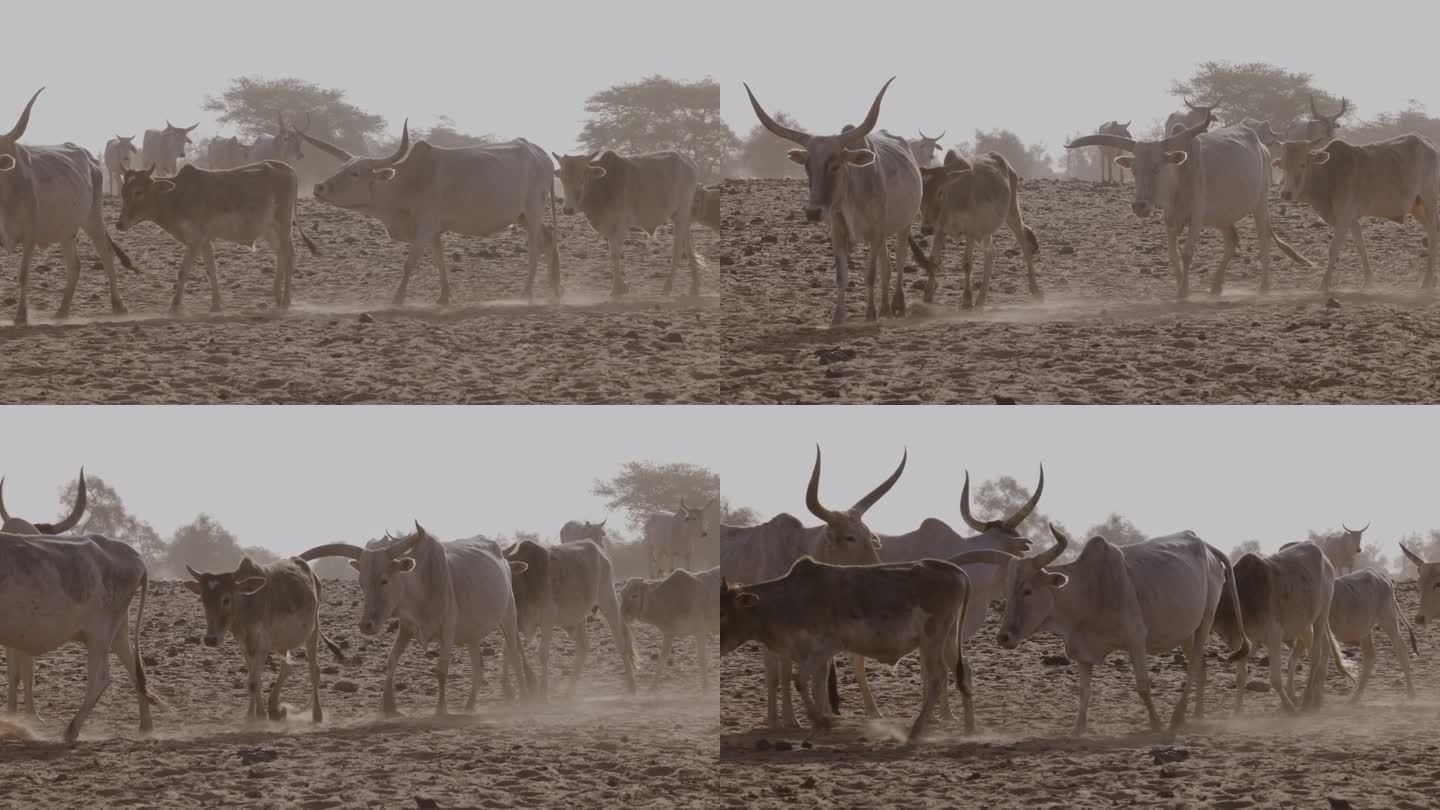 富拉尼牛在北非撒哈拉沙漠的萨赫勒行走。干旱，气候变化，沙漠化