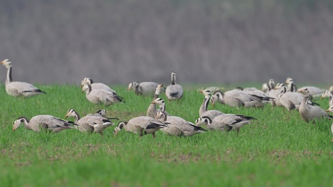 一群在早晨吃草的鹅