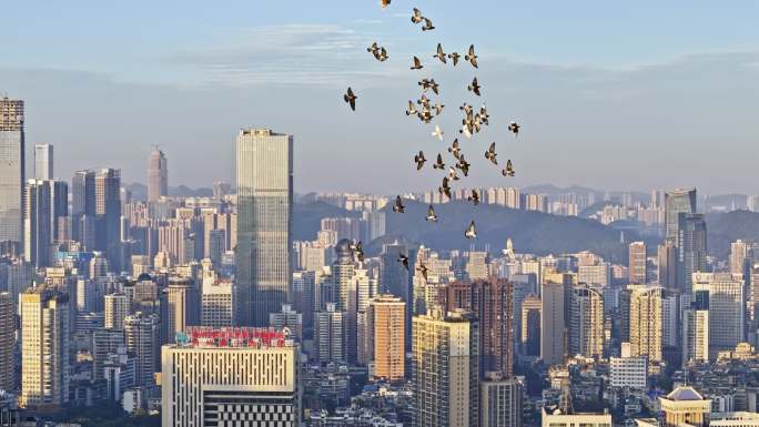 城市上空的一群鸽子飞过