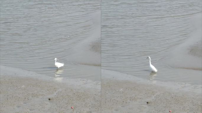 白鹭搅动沙质水在低潮河滩寻找食物垂直4k镜头