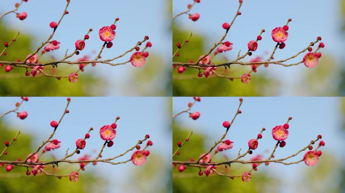 春日盛开的梅花花枝