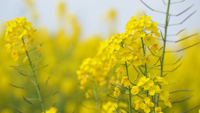 菜花油菜花蜜蜂春天蜜蜂菜花油菜田野油菜花