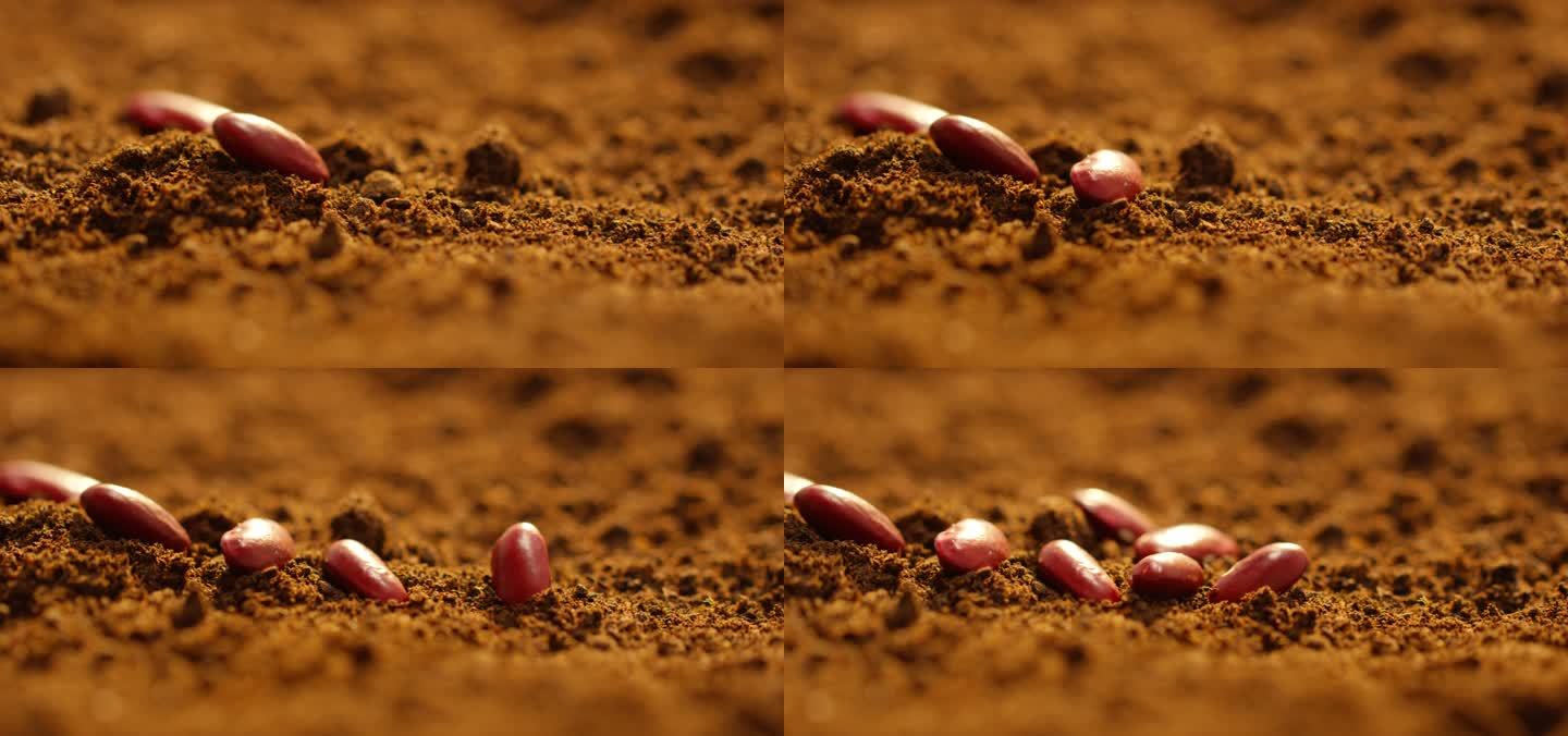 黑土地 田埂 播种赤小豆 10