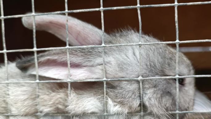 笼子里有一只可爱的灰兔宝宝，可爱的宠物
