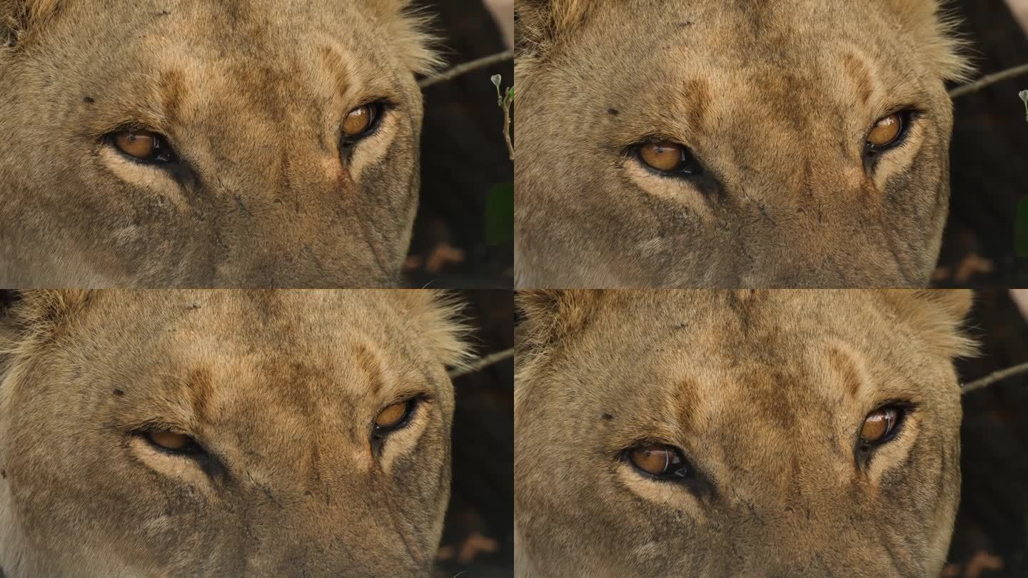 极度特写的狮子的脸与疲惫的眼睛。