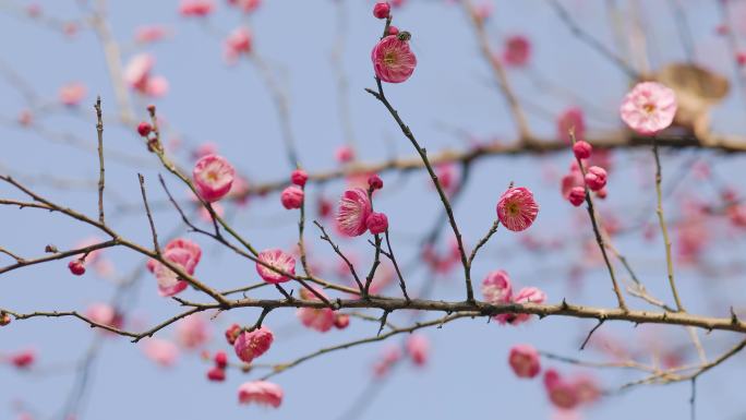 春日盛开的梅花花枝