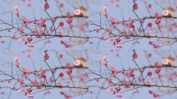 春日盛开的梅花花枝