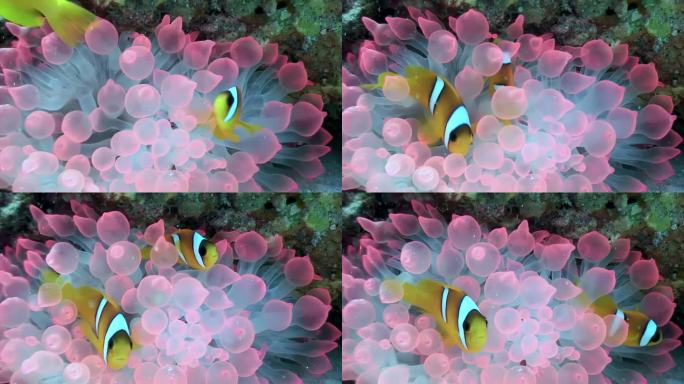 海葵和小丑鱼之间的协同作用是互惠互利的经典案例。