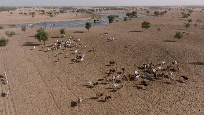 空中平移。北非撒哈拉沙漠萨赫勒地区贫瘠的土地上，一群富拉尼牛喝完被污染的塞内加尔河的水后站在一起。干