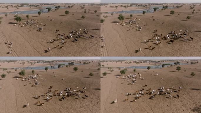 空中平移。北非撒哈拉沙漠萨赫勒地区贫瘠的土地上，一群富拉尼牛喝完被污染的塞内加尔河的水后站在一起。干