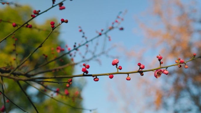 春日盛开的梅花花枝