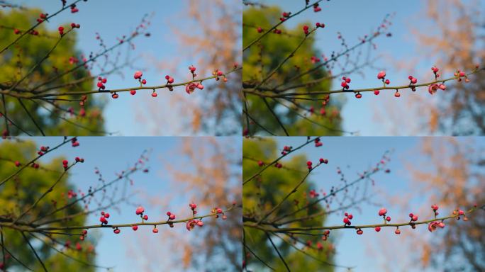 春日盛开的梅花花枝