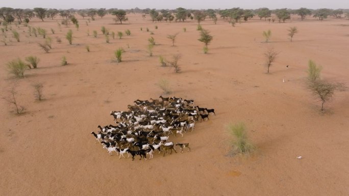 航拍特写。一群山羊在贫瘠的萨赫勒地区，撒哈拉沙漠，塞内加尔。干旱，气候变化，沙漠化