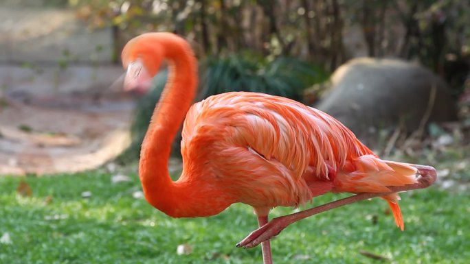 动物园火烈鸟羽毛鲜红闪亮，引游客前来观赏