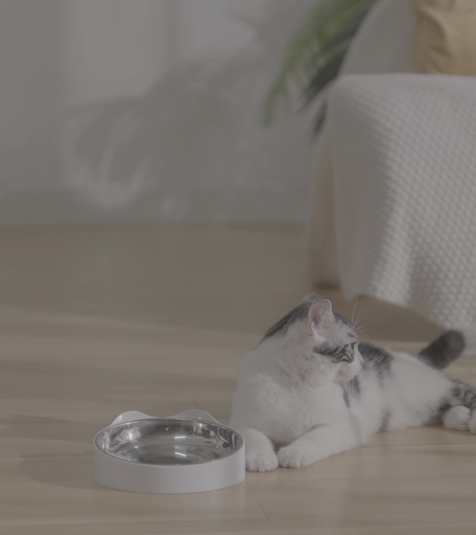 猫咪猫猫吃饭吃猫粮喂食器宠物喂食器自动