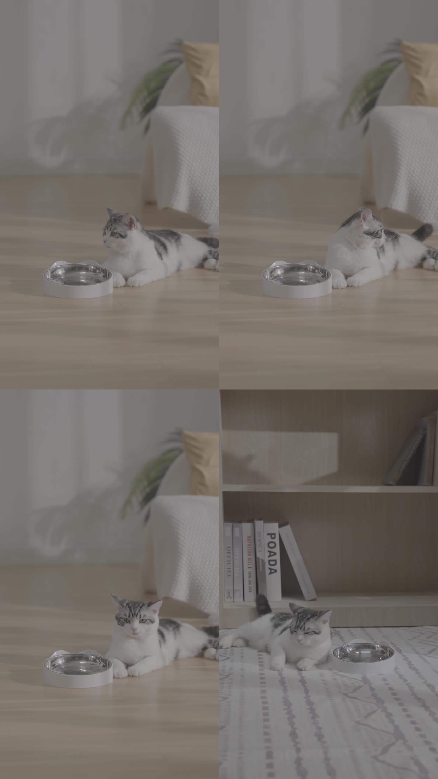 猫咪猫猫吃饭吃猫粮喂食器宠物喂食器自动