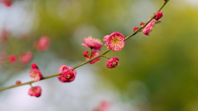 春日盛开的梅花花枝