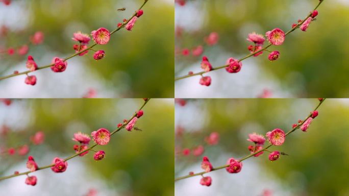 春日盛开的梅花花枝