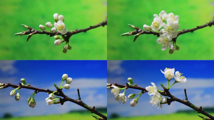 花开延时  李子花 万物复苏