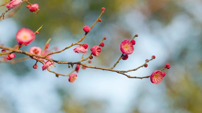 春日盛开的梅花花枝