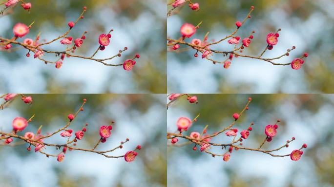 春日盛开的梅花花枝