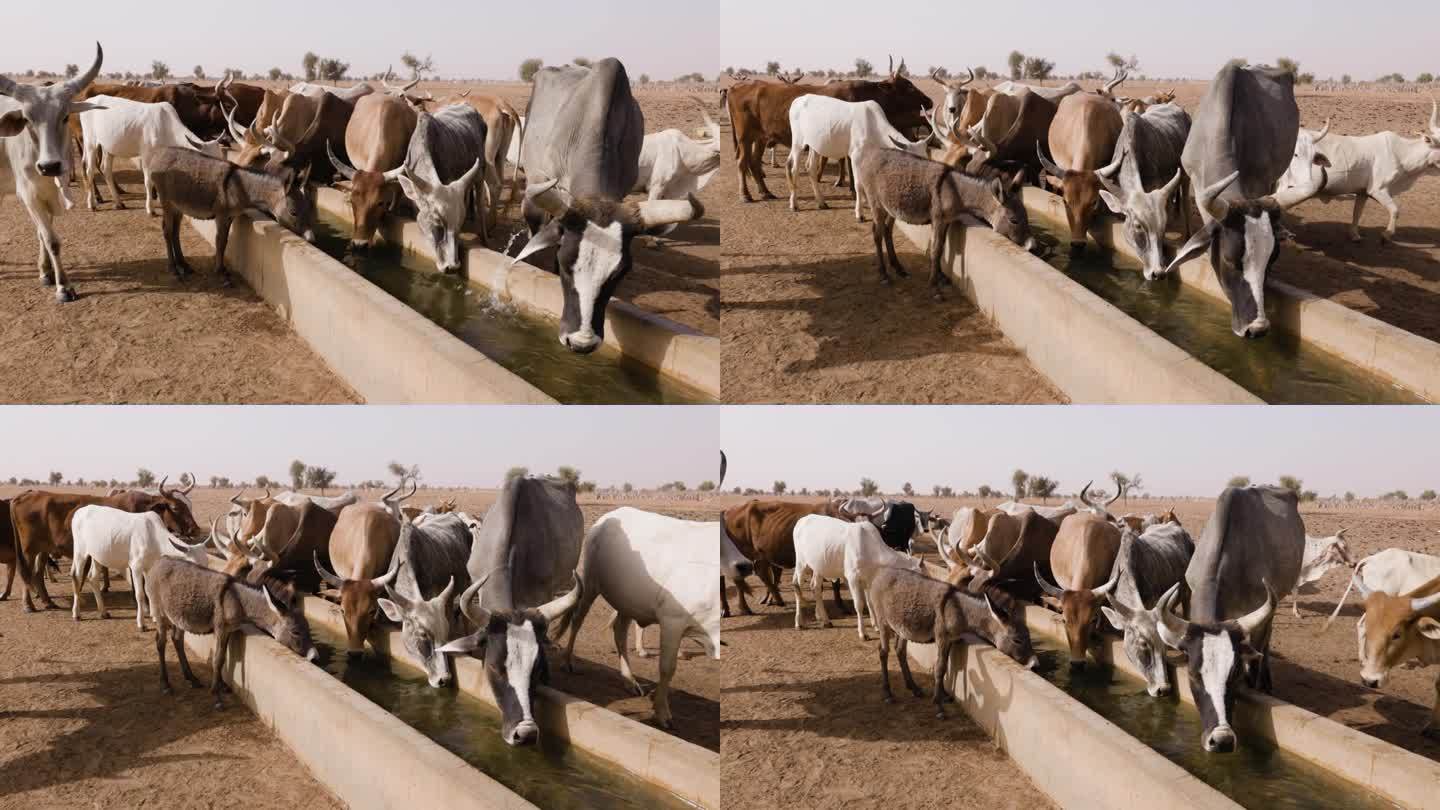 富拉尼牛、驴在北非撒哈拉沙漠萨赫勒地区的一个水坑边饮水。干旱，气候变化，沙漠化