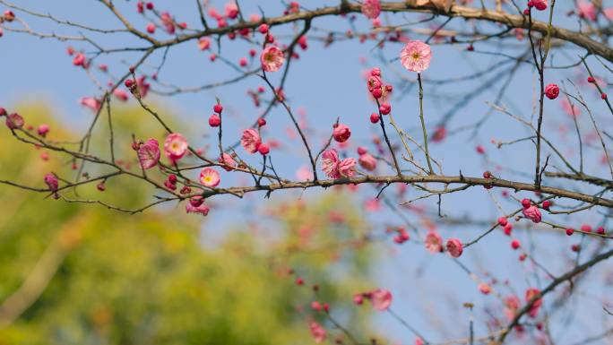 春日盛开的梅花花枝