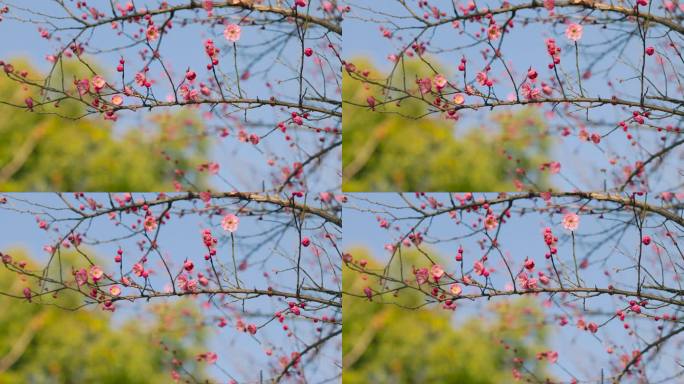 春日盛开的梅花花枝