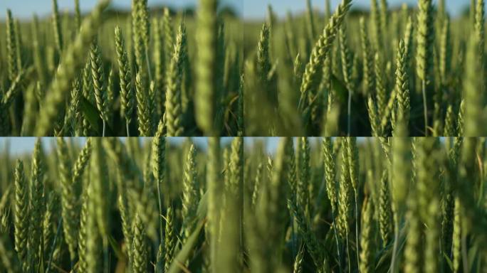 农业粮食上种小麦田。青青的麦穗随风摇曳