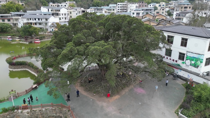 古树村  百年老树  舞龙祈福