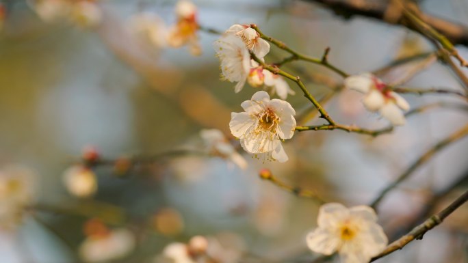 春日盛开的梅花花枝