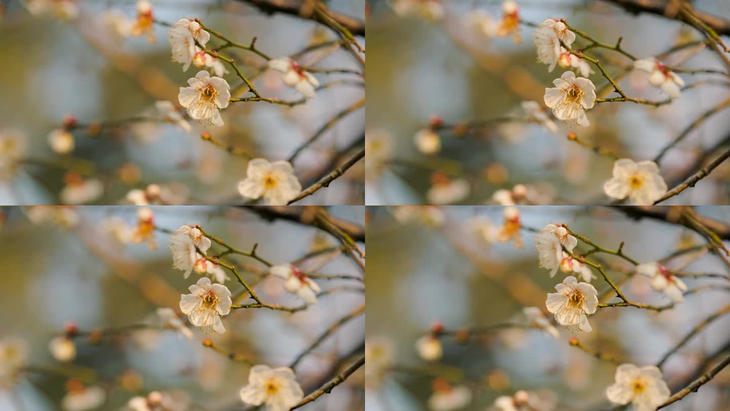 春日盛开的梅花花枝