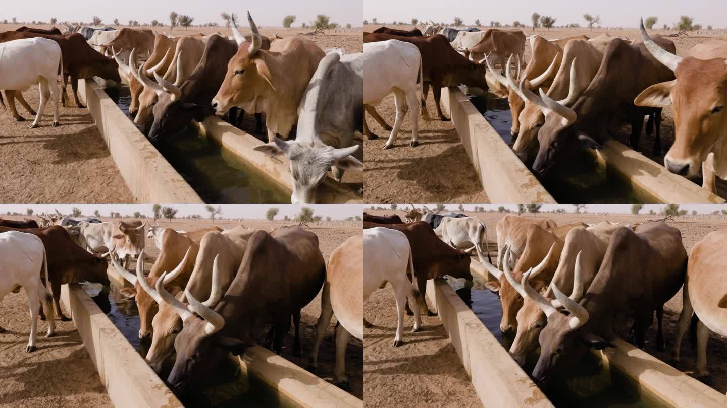 特写镜头。富拉尼牛在北非撒哈拉沙漠萨赫勒地区的一个水坑边饮水。干旱，气候变化，沙漠化