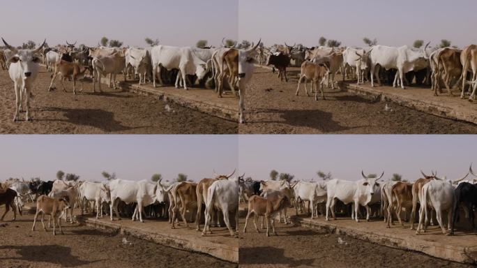 特写镜头平移。富拉尼牛在北非撒哈拉沙漠萨赫勒地区的一个水坑边饮水。干旱，气候变化，沙漠化