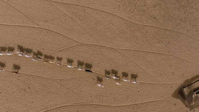 直接向下航拍放大。在撒哈拉沙漠的萨赫勒，一群牛在寻找牧草后步行数英里到达一个水坑。塞内加尔。干旱，气