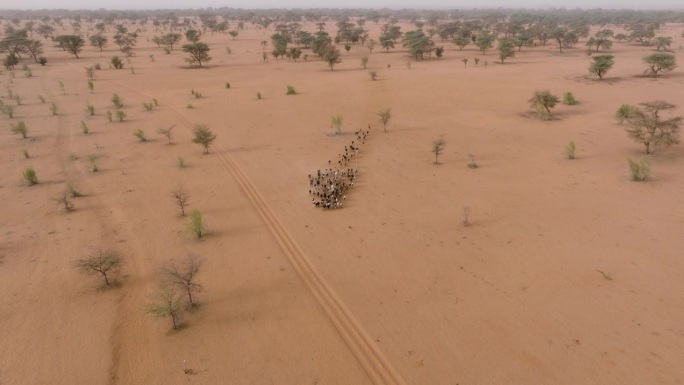 高空放大。一群山羊在贫瘠的萨赫勒地区，撒哈拉沙漠，塞内加尔。干旱，气候变化，沙漠化