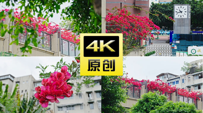 成都三角梅花季城市风景红花4k