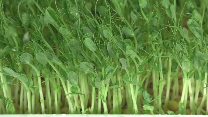 豌豆 豌豆苗 生长期 变绿