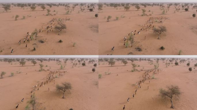 空中特写跟踪。一群山羊在贫瘠的萨赫勒地区，撒哈拉沙漠，塞内加尔。干旱，气候变化，沙漠化