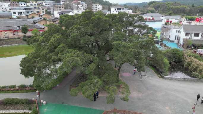 古树村  百年老树  舞龙祈福