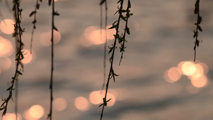 唯美夕阳垂柳湖边金色光斑波光粼粼