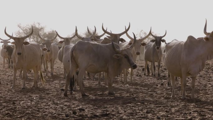 特写镜头。站在北非撒哈拉沙漠萨赫勒地区的富拉尼牛看着相机。干旱，气候变化，沙漠化