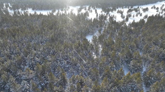 航拍下雪时的林海雪原绿色松林