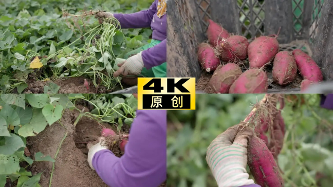 澄迈桥头富硒地瓜农业农村农民采摘地瓜