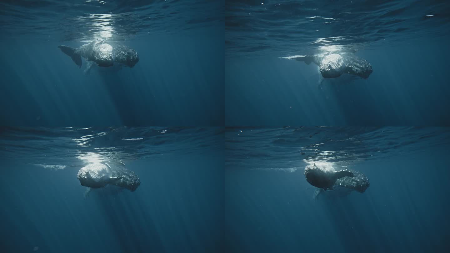 座头鲸家族以美丽的一对在水下慢动作一起游泳