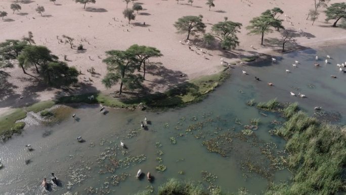 高空平移。一群富拉尼牛在北非撒哈拉沙漠萨赫勒地区贫瘠的土地上，从被污染的塞内加尔河饮水。干旱，气候变